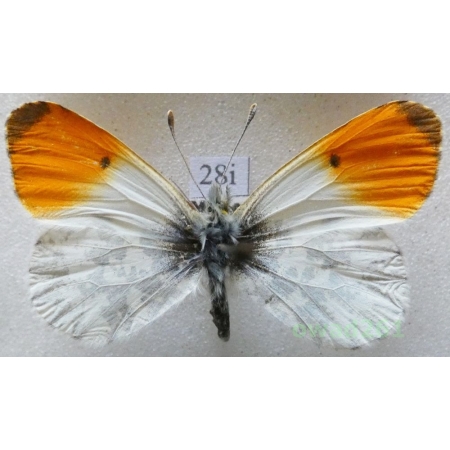 Anthocharis cardamines (Linnaeus, 1758) male Czech28i